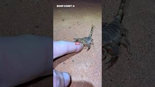 Download Lagu PLAYING TAG WITH A WILD SCORPION! #shorts MP3 Download Lagu PLAYING TAG WITH A WILD SCORPION! #shorts MP3