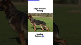 ORIGIN OF THE CHINESE RED DOG