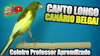 CANTO LONGO DE CANÁRIO BELGA - O MELHOR PARA TREINO 10 HORAS screenshot 3