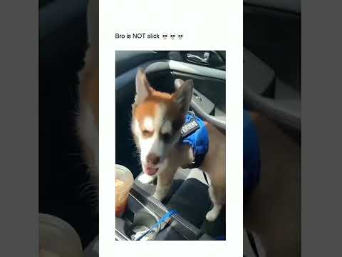The Most Hilariously Cute Dog#funnydogs#cute#doglover#FunnyCuteDog#AdorablePuppy#FunnyCuteDog