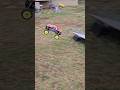 Boys bashing our Nitros #rccar #motorsport #dadlife