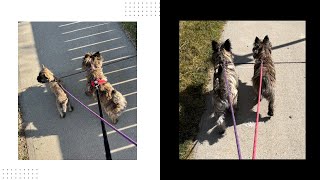 Puppy Goes on Walks - Evolution of the Zucchini Walkies by Sprout The Cairn Terrier 1,719 views 1 year ago 3 minutes, 49 seconds