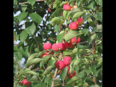 Видео: Алимны мод (21 зураг): хоёр талт модны төрөл. Гэрийн болон бусад алимны мод хэдэн жил амьдардаг вэ? Тэдний тодорхойлолт. Алим хаана ургадаг вэ? Энэ юу вэ?
