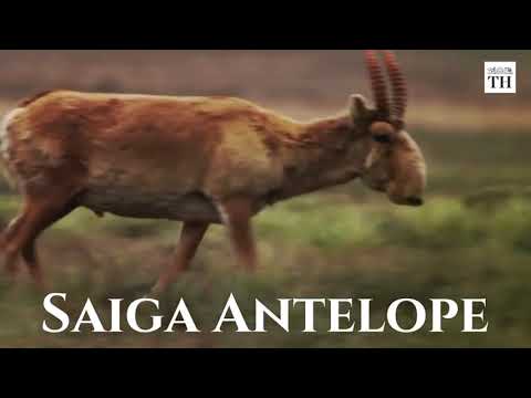 Video: Antilope Străină Saiga - Vedere Alternativă