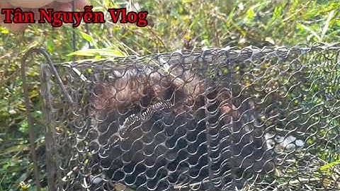 Bẫy Chuột Dín Cống Nhum Khủng Và Cái Kết Đem Thả Luôn|||Tân Nguyễn Vlog 15