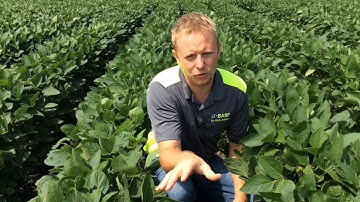Soybean Canopy & Engenia