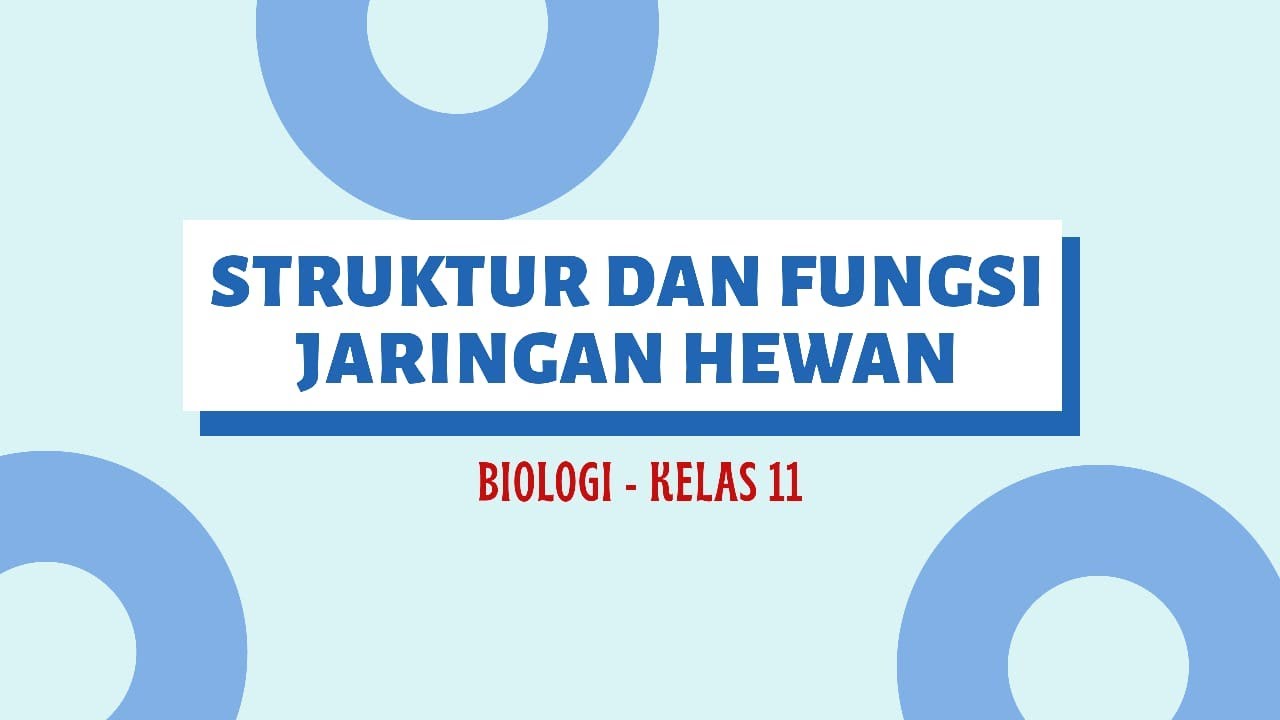 STRUKTUR DAN  FUNGSI JARINGAN  HEWAN  BIOLOGI KELAS  11 YouTube