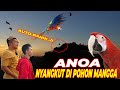 COBA TERBANGIN ANOA, MALAH NYASAR KE POHON TETANGGA. UNTUNG BISA BALIK...!!