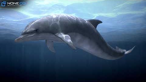Animated 3D Dolphin