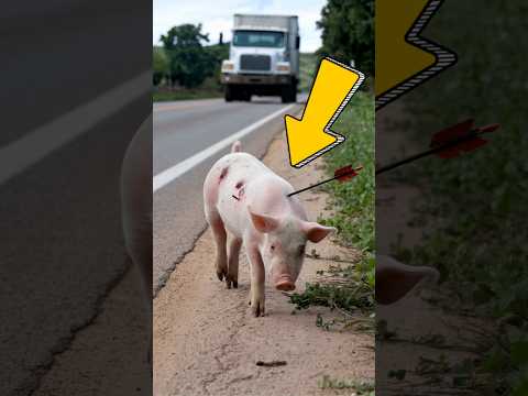The rescue story of a baby pig injured by an arrow