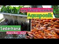 Cara Sederhana Membuat Aquaponik ( Budidaya Ikan Nila dan Sayuran) | Panen ikan Panen sayur