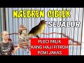 pleci ngebren ciblek sejalur koleksi pleci mewah Haji Fitroh PCMI JAKAS , cocok untuk Pleci G12