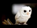 10 Best Most Beautiful Albino Birds In The World/دنیا کے بہترین خوبصورت البینو پرندے