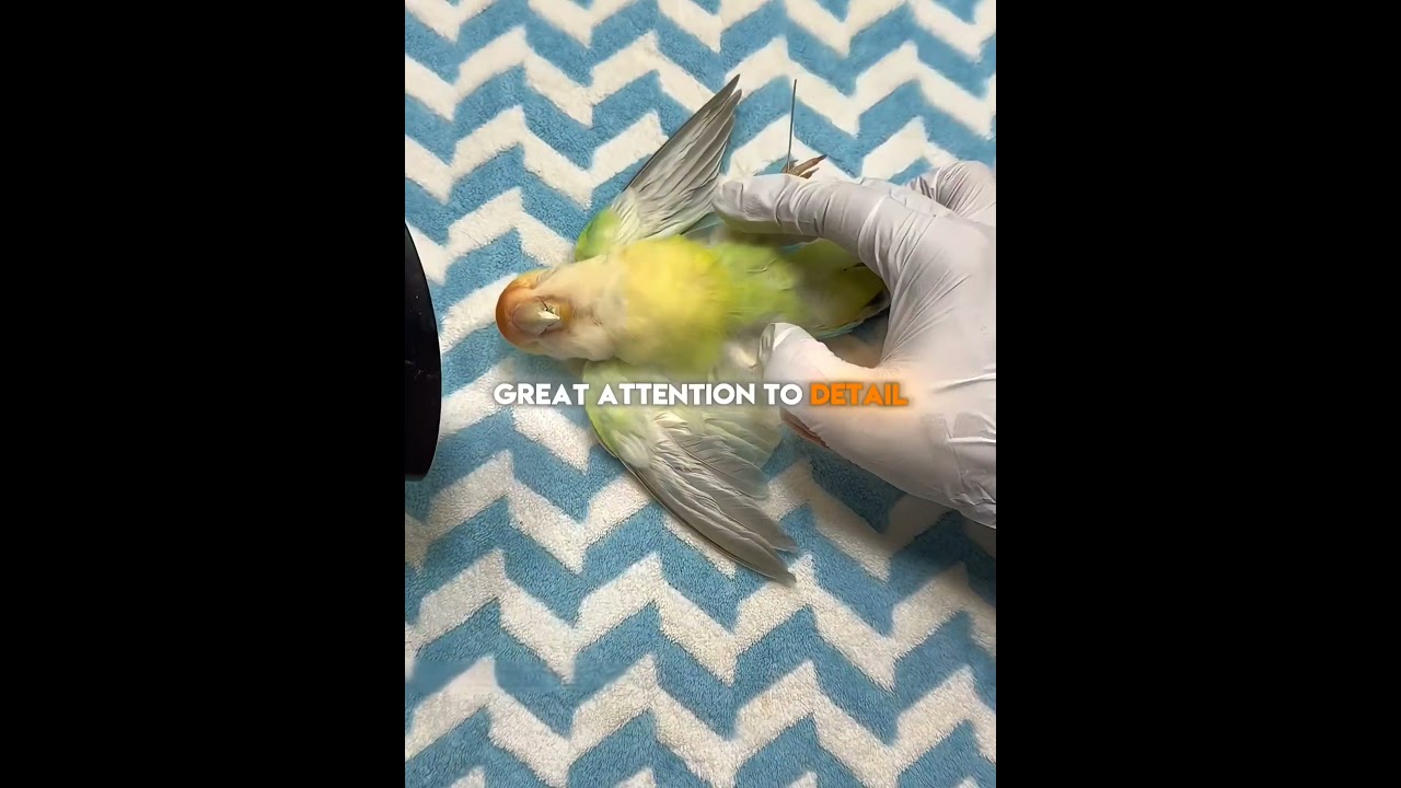 He Brought His Pet Parrot Back One Last Time 🦜🥺