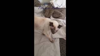 Lynx , Seal Point Siamese boxing match Whatever Wednesday