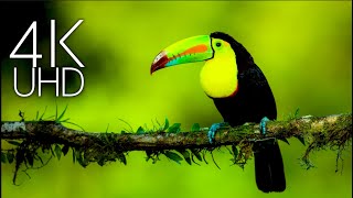 Ultimate  Collection Of Animals In 4K ULTRA HD HDR With Relaxing Music by 8K Naturer 1,561 views 3 years ago 20 minutes