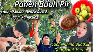 Download Lagu PANEN BUAH PIR SEGAR, BISA DI JADIKAN OBAT HERBAL UNTUK ISTRI, LANJUT MASAK BEBEK RICA MP3 Download Lagu PANEN BUAH PIR SEGAR, BISA DI JADIKAN OBAT HERBAL UNTUK ISTRI, LANJUT MASAK BEBEK RICA MP3