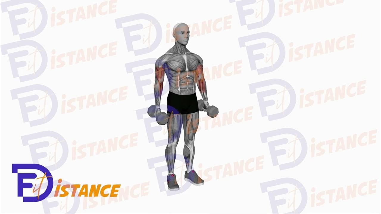 Curls biceps alternés avec rotation debout YouTube