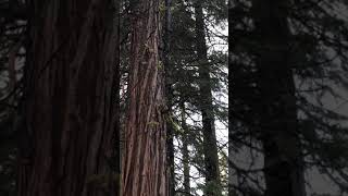 Release Of A Beautiful Young Bobcat, Jumping From Tree To Tree