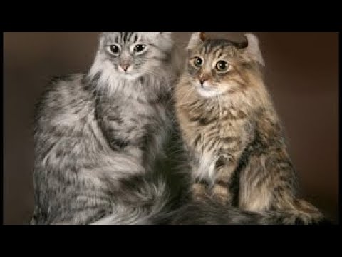 Американский кёрл: особенности породы