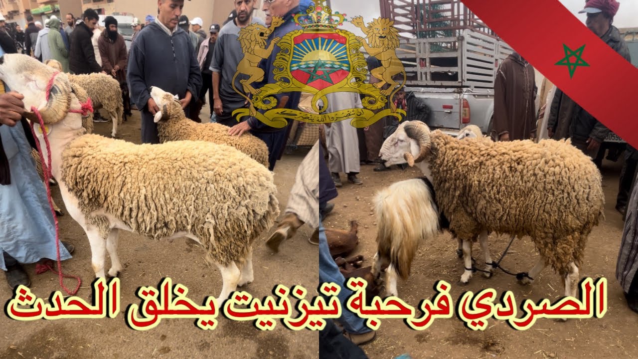 جولة في سوق تيزنيت لبيع المواشي ،الحاولي الصردي يخلق الحدث بإكتساحه للسوق ، الثمن غالي ياربي السلامة