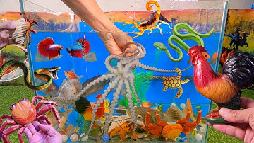 Video tổng hợp cá cảnh đẹp, động vật dễ thương, bạch tuộc cute, vịt, cá sấu, cua, viên bi màu sắc