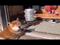 おばあちゃんと柴犬とお餅を交互に見る動画