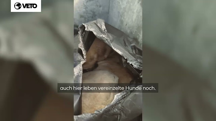 Hunde in Massengräbern: Das brutale Ende für Straßenhunde in der Türkei