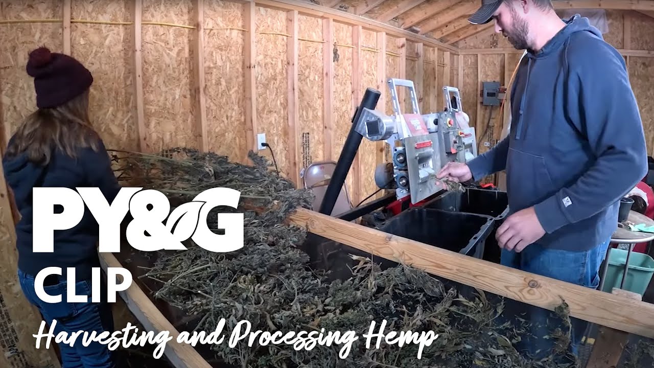 Harvesting and Processing Hemp | Growing and Selling Hemp | Prairie Yard & Garden 3712