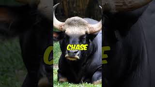 The Indian Gaur: Stronger Than a Bison, and 10x More Fearless!"