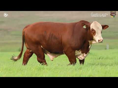 LOTE 27 - TAT TE287 M Braford