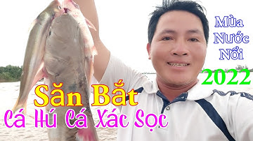 Săn Bắt Cá Hú Cá Xác Sọc Mùa Nước Nổi 2022 / Ẩm Thực Ven Sông Quán / Kiềm Rapper