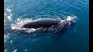 3 Mochileros Colombianos ven una ballena en Puerto Madryn