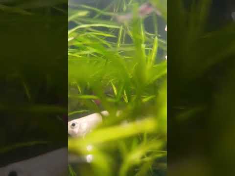 under my guppy breeding tank #fishkeepinghobby #tropicalfish #fishguppy