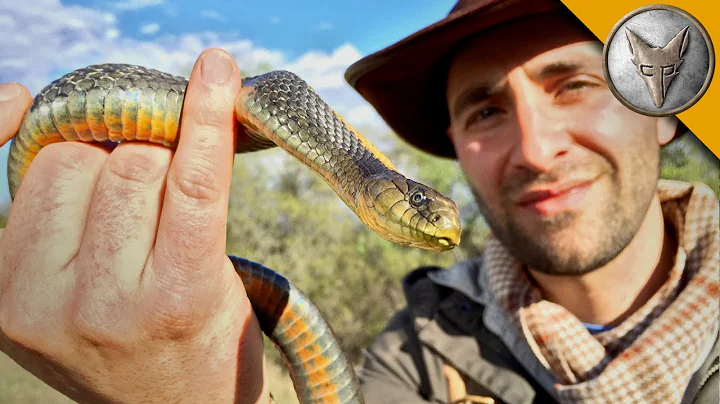 Slithery Snakes of the California Grasslands