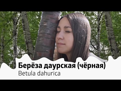 Кабарга-травник. Выпуск 4. Берёза даурская (Betula dahurica)