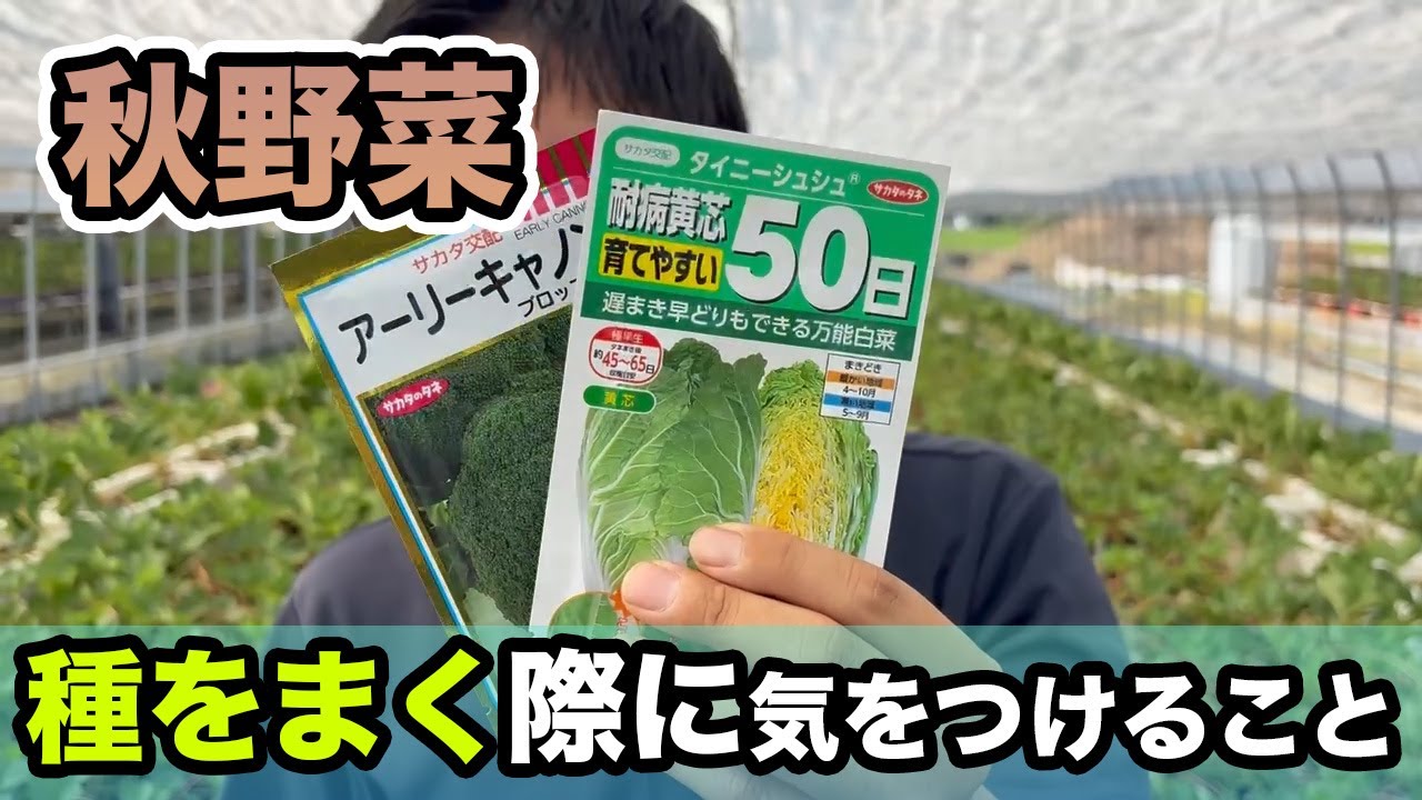 ［野菜人］ Chinese cabbage, radish, broccoli] Please be careful of these