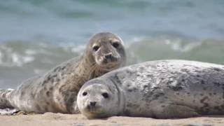 Seal  SEALS      Sounds and Pictures