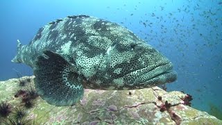 Scuba Diving in Thailand | Koh Tao Dive Site Preview  Southwest Pinnacle
