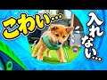 初めてのトンネルを見た子犬の反応がこうなりました