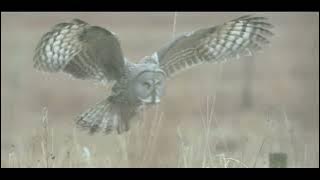 Grupė Jonis - Pelėda.