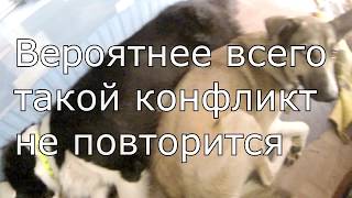 Бой собак за еду Бордер колли vs хаски / Border-collie VS Husky Бой собак за еду Бордер колли vs хаски / Border-collie VS Husky