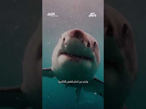 فريسة كبيرة للقرش