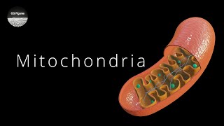 Blender for Scientists - How to Make Mitochondria in Blender