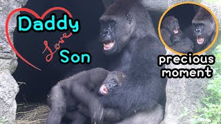 Sweet interaction btwn Gorilla Daddy & son,Ringo enjoyed swinging金剛猩猩Jabali好愛把拔D’jeeco,J可愛拍地R喜歡盪城堡屋簷