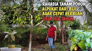 RAHASIA TANAM ALPUKAT DARI BIJI AGAR CEPAT BERBUAH - LANGKAH PASTI