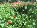 Descargar El Jardinero - Los Originales de..3gp - walter locia Descargar El Jardinero - Los Originales de..3gp - walter locia