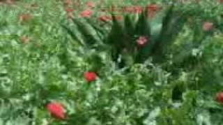 El Jardinero - Los Originales de..3gp