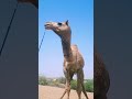 My big camels at desert thar pakistan camelofthar cameloftharofficel