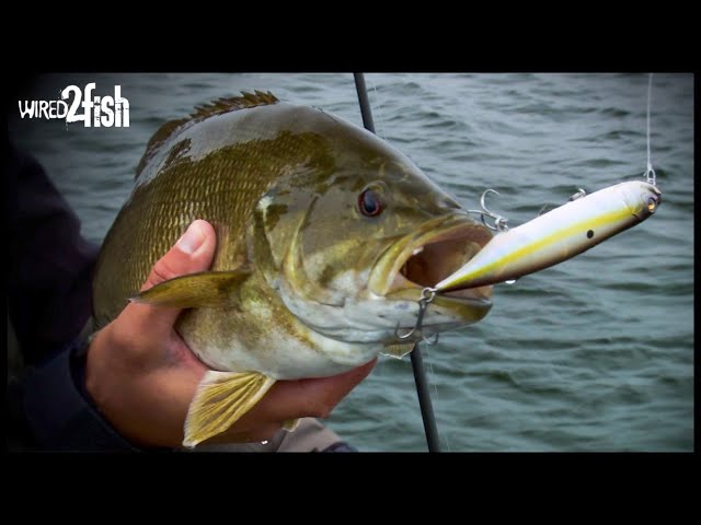 Key Tips for Fishing Topwater Baits in Choppy Water 